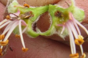 Flower, spliced showing a black centre